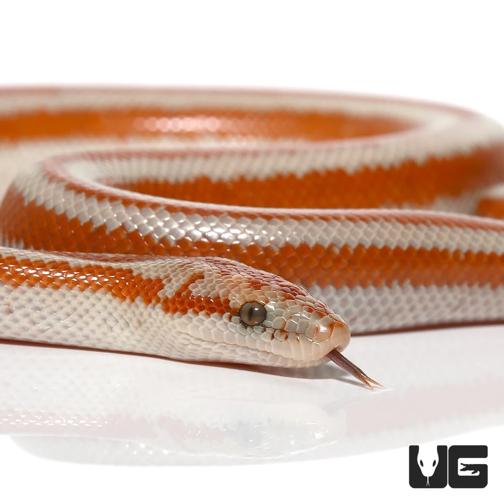 Baby San Matias Rosy Boa - Image 2