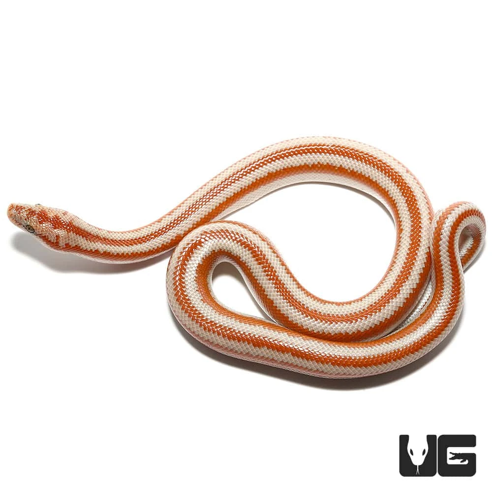 Baby San Matias Rosy Boa - Image 4