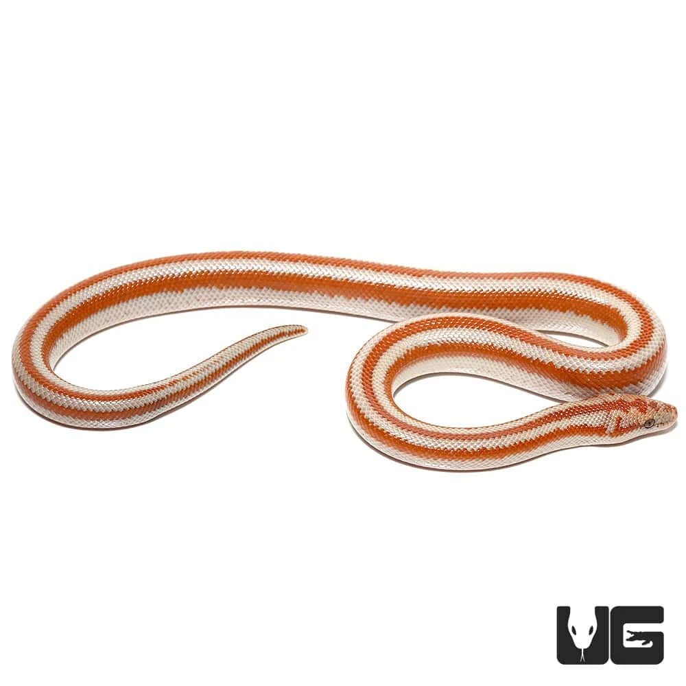 Baby San Matias Rosy Boa - Image 3