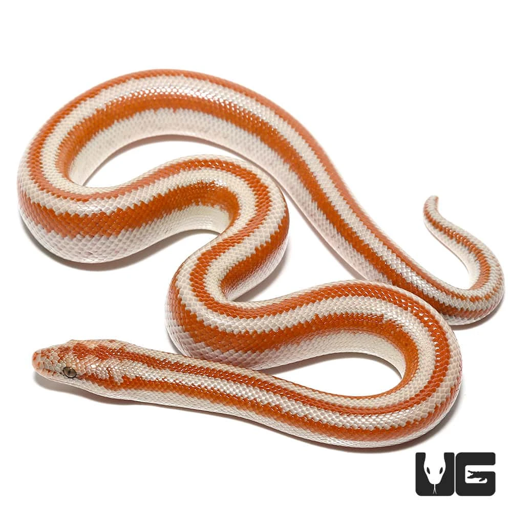 Baby San Matias Rosy Boa