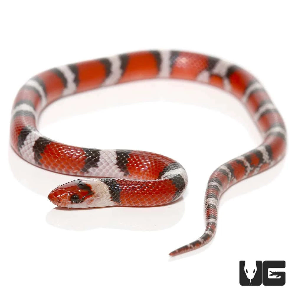 Juvenile Scarlet Snake - Image 3