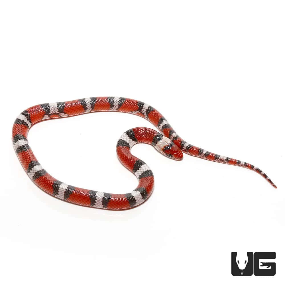 Juvenile Scarlet Snake - Image 4