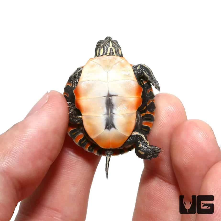 Baby Southern Painted Turtle - Image 2
