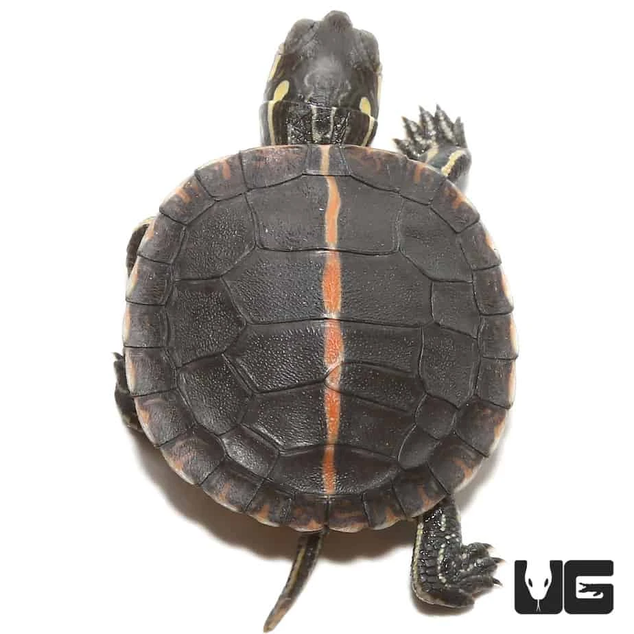 Baby Southern Painted Turtle - Image 3