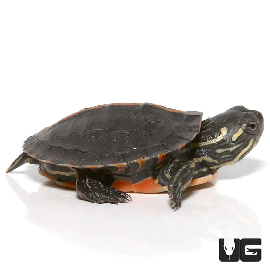 Baby Southern Painted Turtle - Image 4