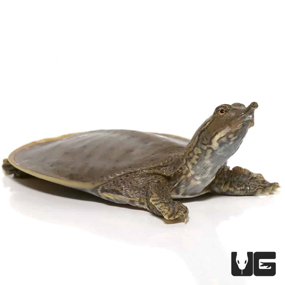 Baby Spiny Softshell Turtle