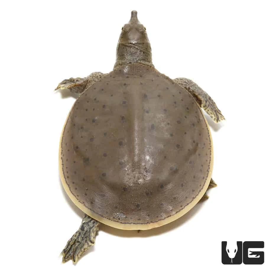 Baby Spiny Softshell Turtle - Image 2