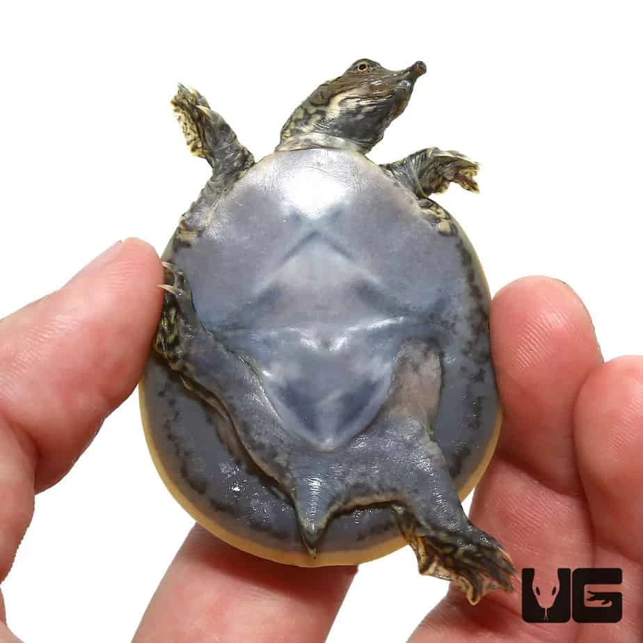 Baby Spiny Softshell Turtle - Image 3