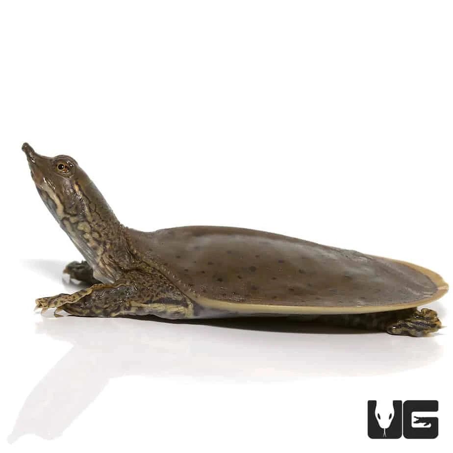 Baby Spiny Softshell Turtle - Image 4