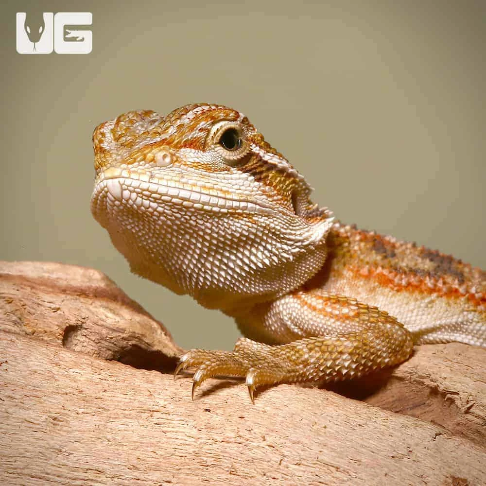 Baby Toasted Chestnut Bearded Dragon - Image 2