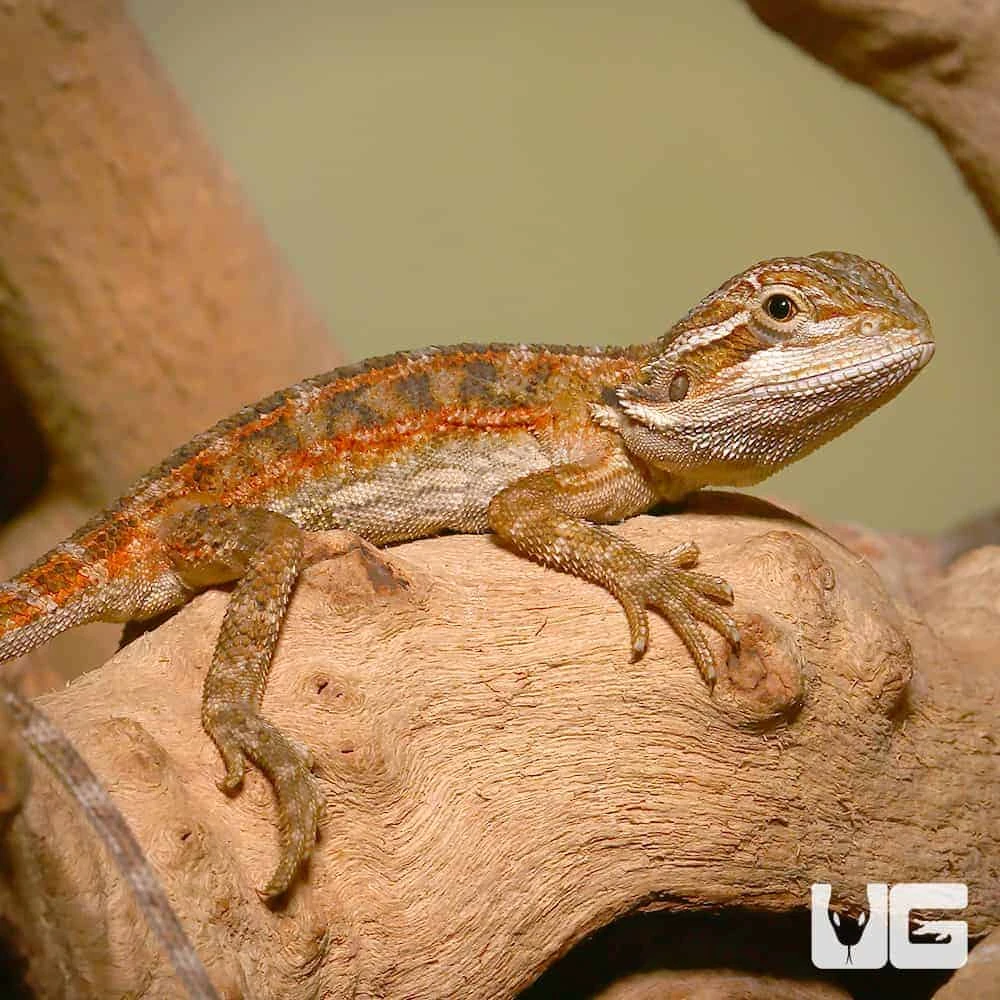 Baby Toasted Chestnut Bearded Dragon - Image 4