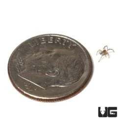 Western Black Widow Spider (.25 – .5”)