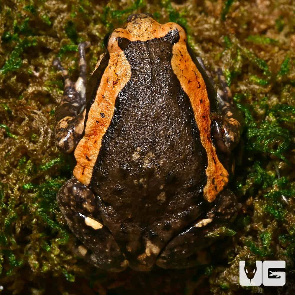 Chubby Frog - Image 2