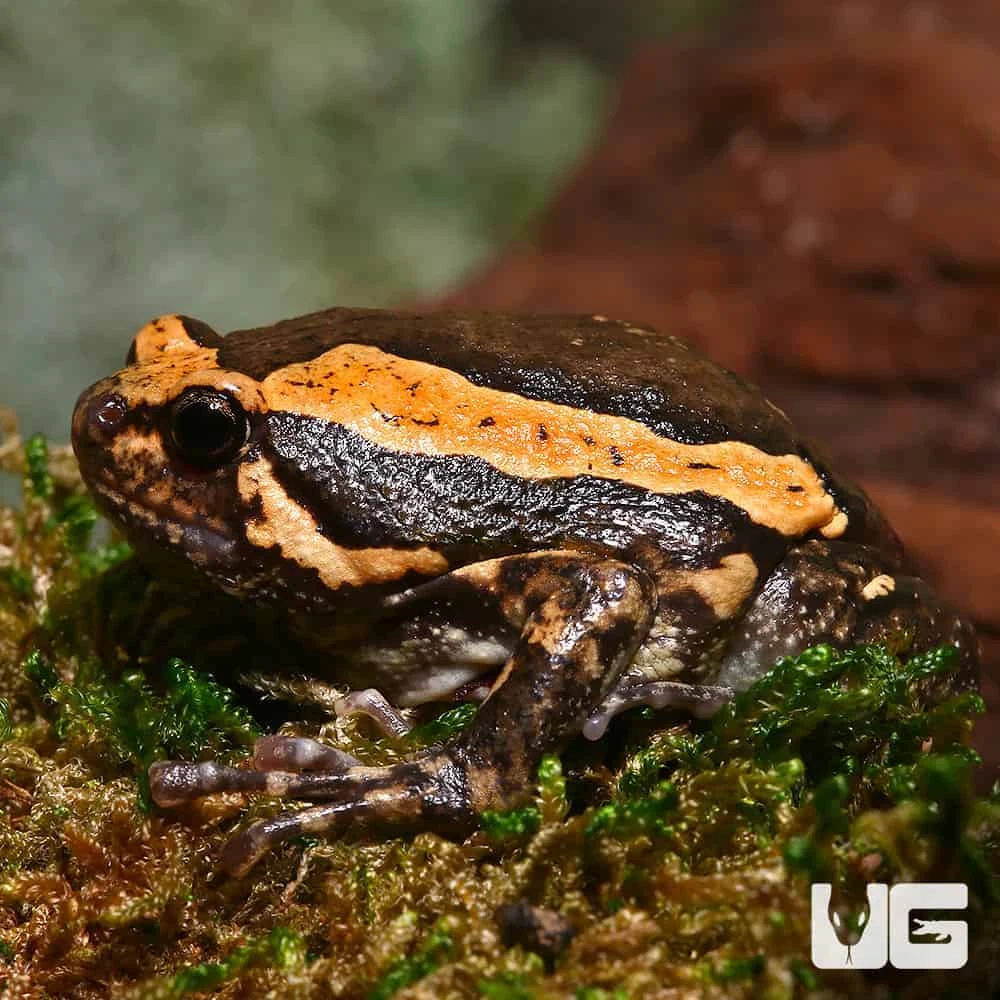 Chubby Frog - Image 3