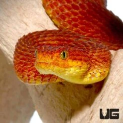 Crimson Red Squamigera Bush Viper