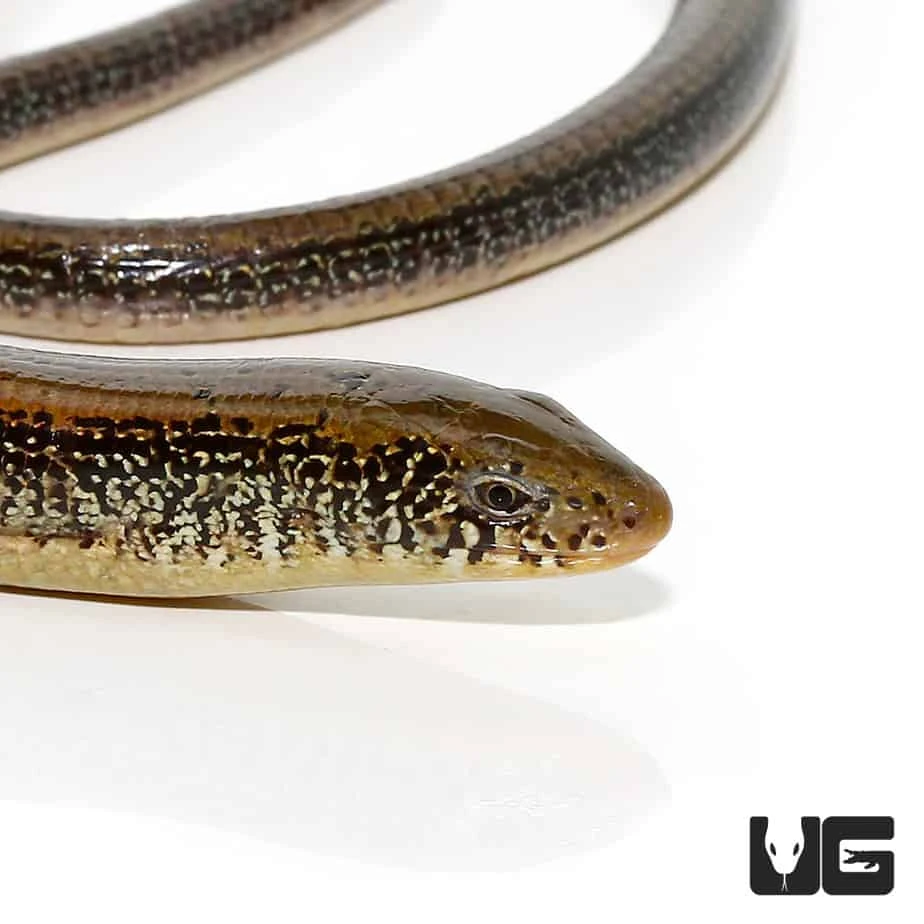 Eastern Legless Lizard - Image 2