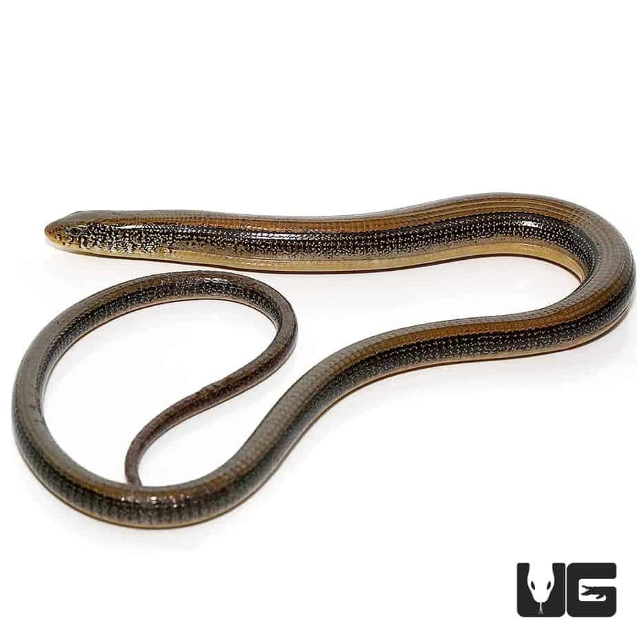 Eastern Legless Lizard - Image 3