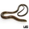 Eastern Legless Lizard