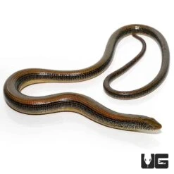 Eastern Legless Lizard