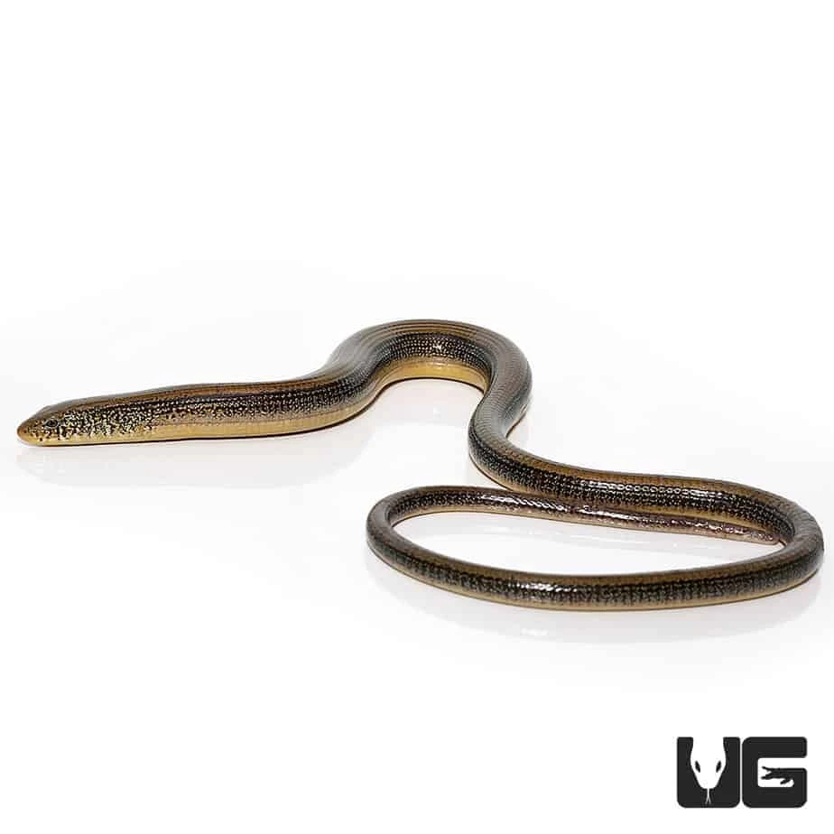 Eastern Legless Lizard - Image 4