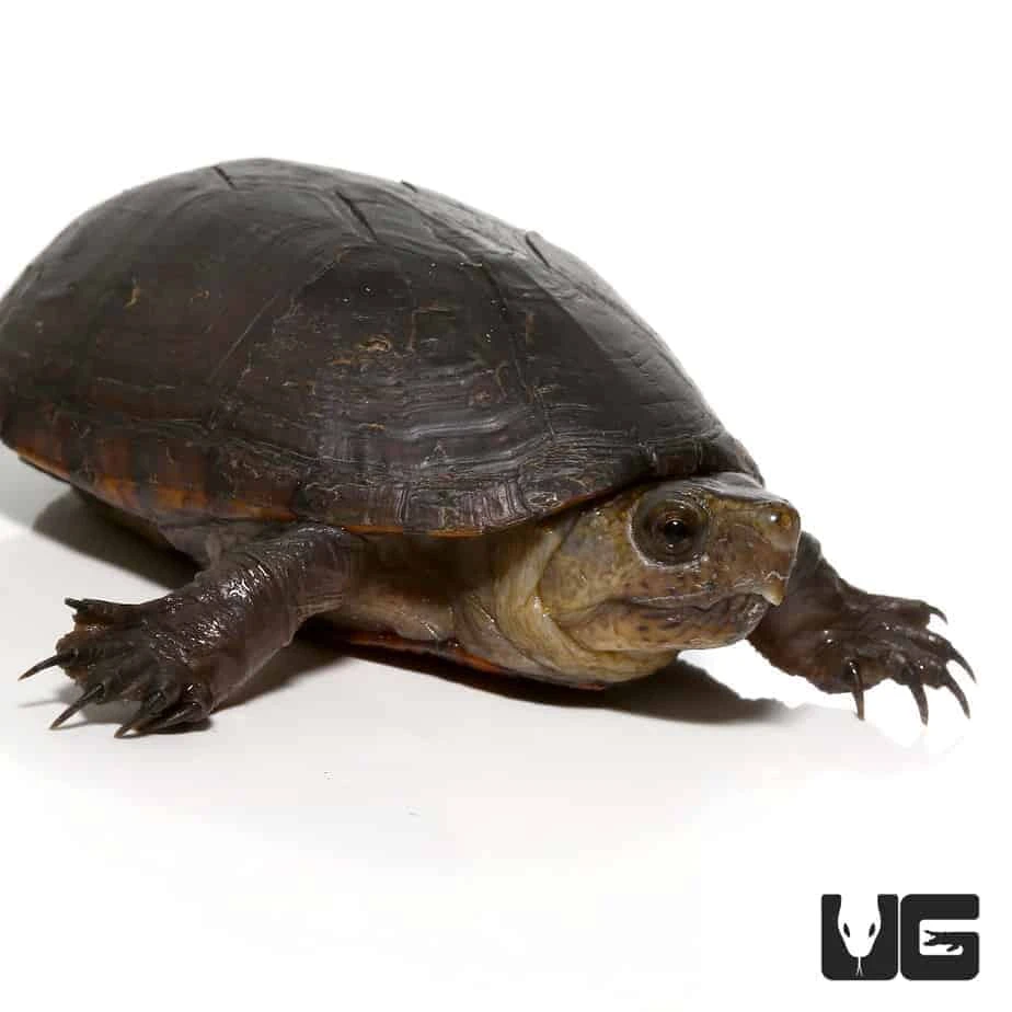 Florida Mud Turtle