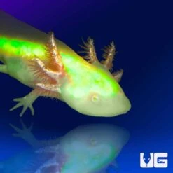 GFP Albino Axolotl