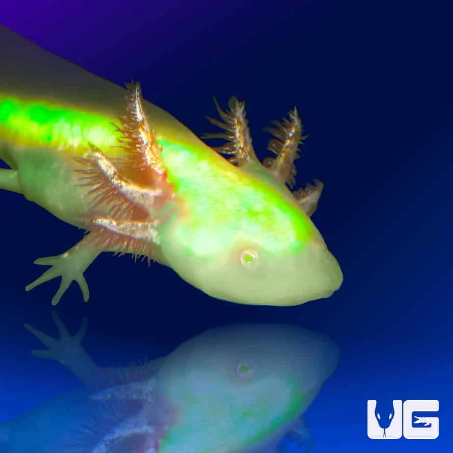 GFP Albino Axolotl