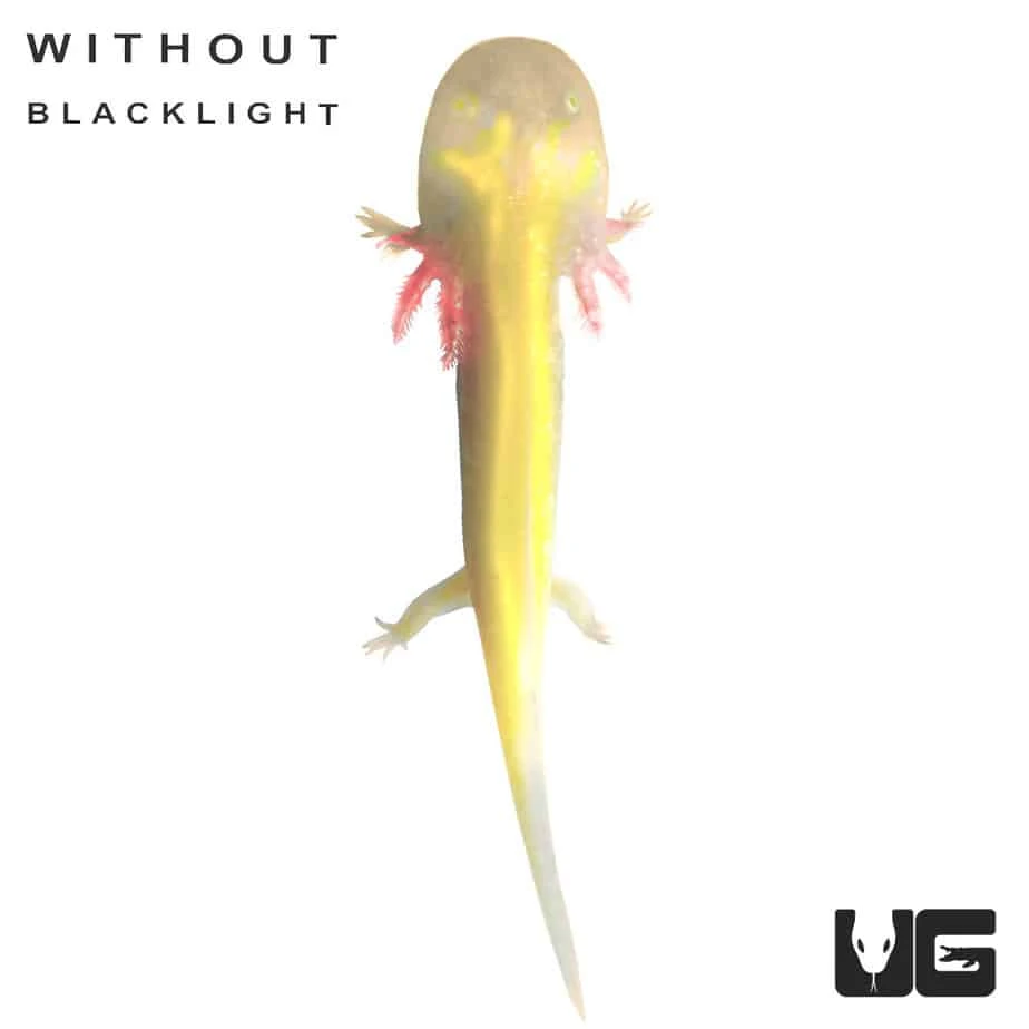 GFP Albino Axolotl - Image 2