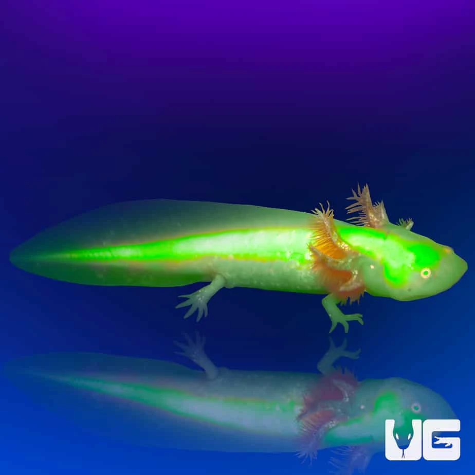 GFP Albino Axolotl - Image 3