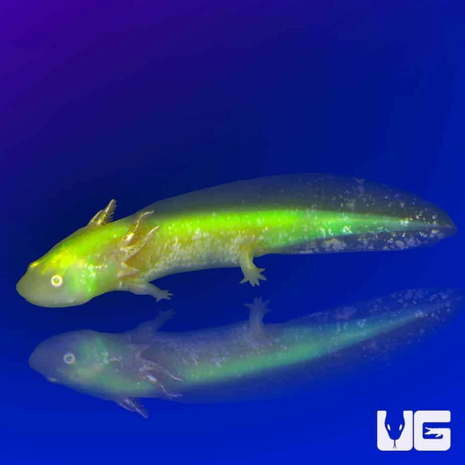 GFP Albino Axolotl - Image 4