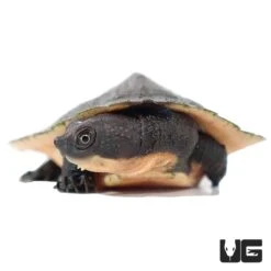 New Guinea Stream Turtle