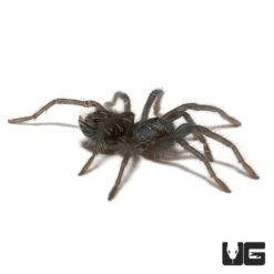 Hispaniolan Giant Tarantula (.75 – 1.25”)