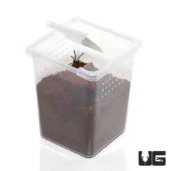 Baby Invertebrate Habitat (Small)