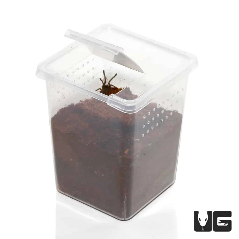 Baby Invertebrate Habitat (Small)