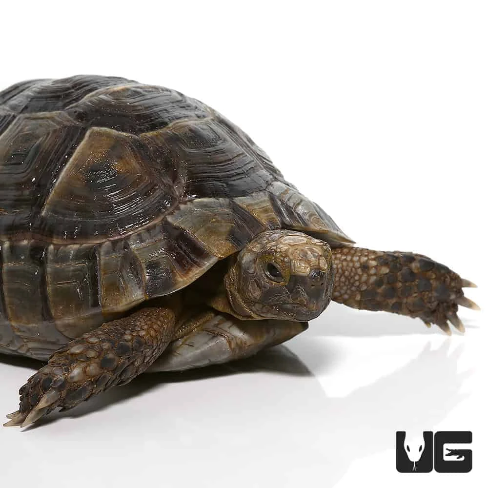 Large Lebanese Greek Tortoise
