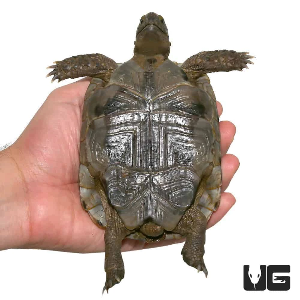 Large Lebanese Greek Tortoise - Image 3