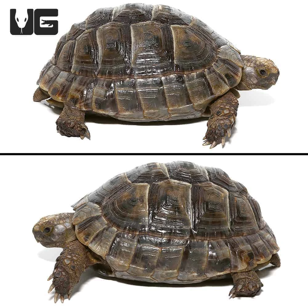 Large Lebanese Greek Tortoise - Image 4