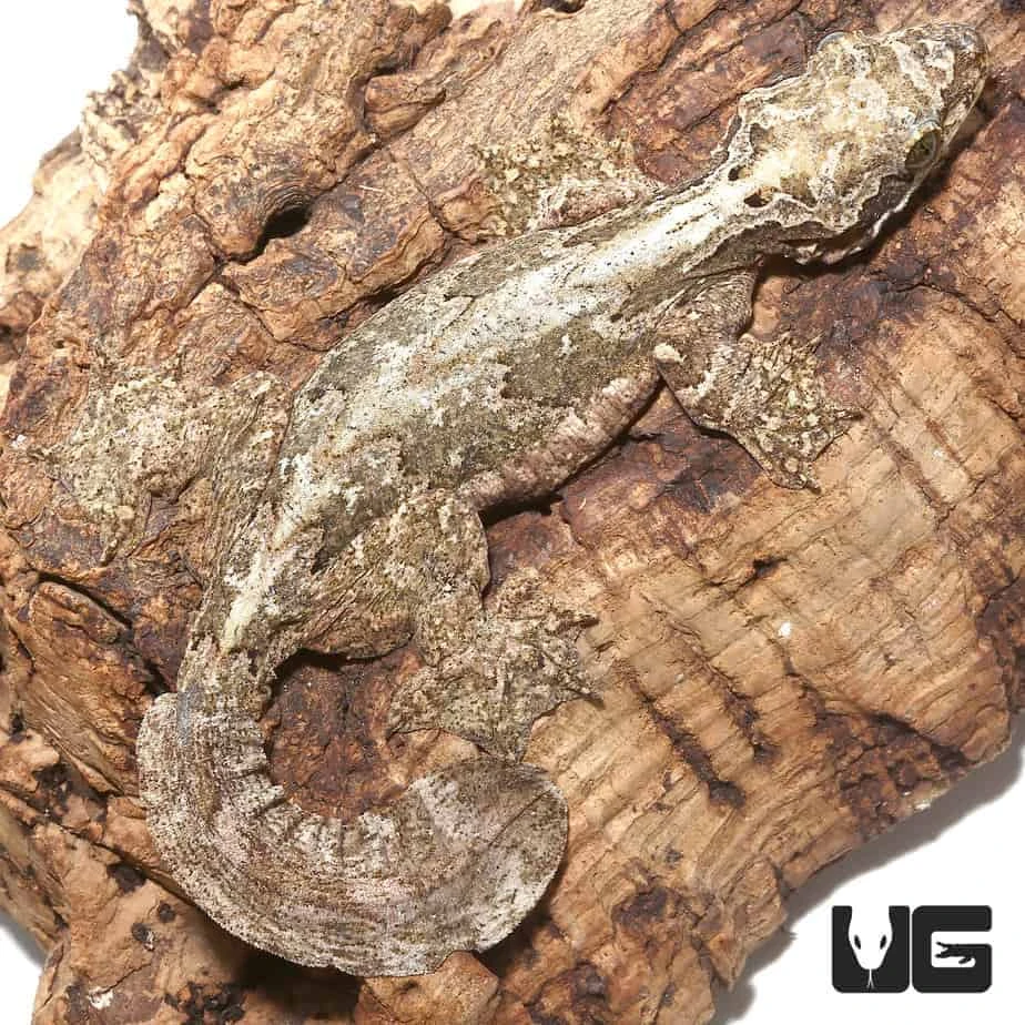 Malaysian Parachute Gecko - Image 2