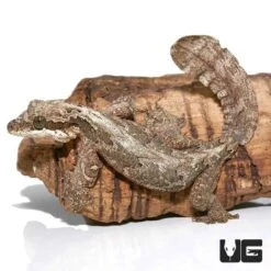 Malaysian Parachute Gecko