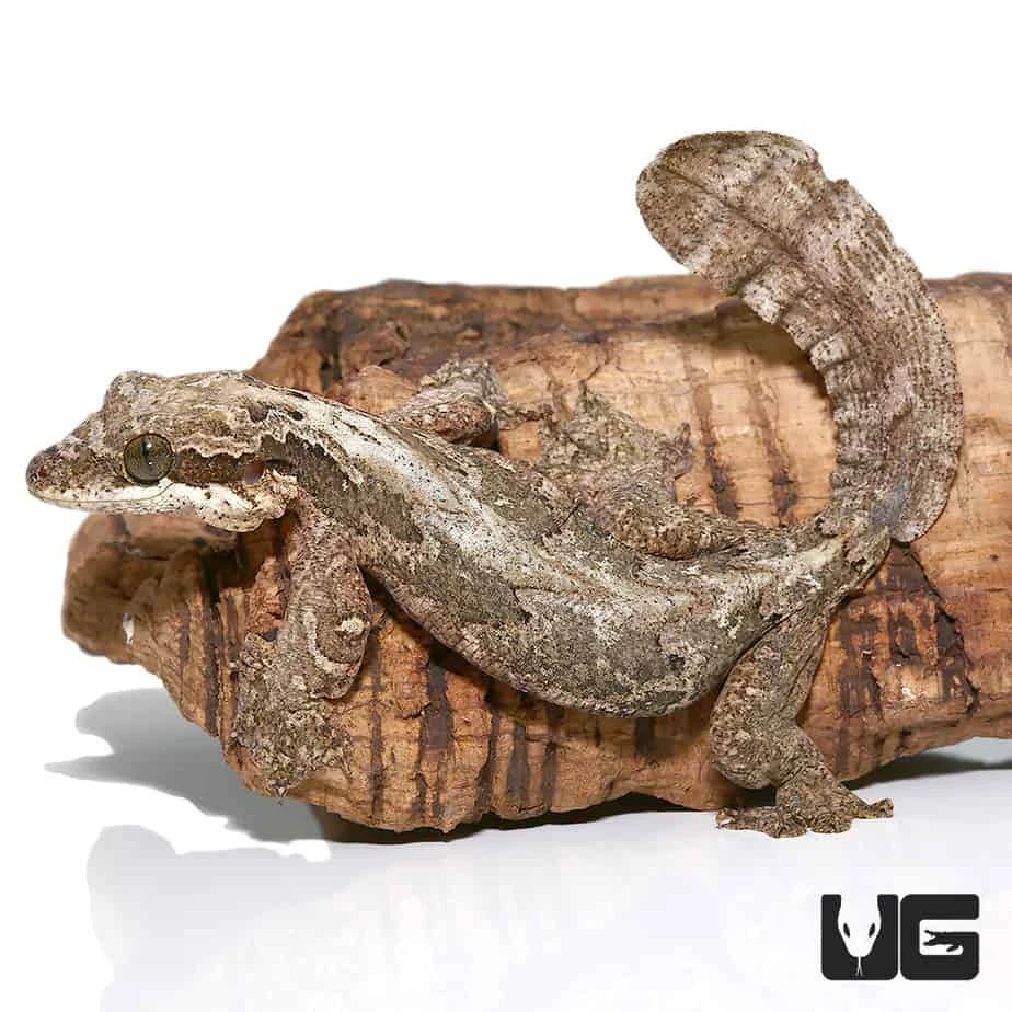 Malaysian Parachute Gecko