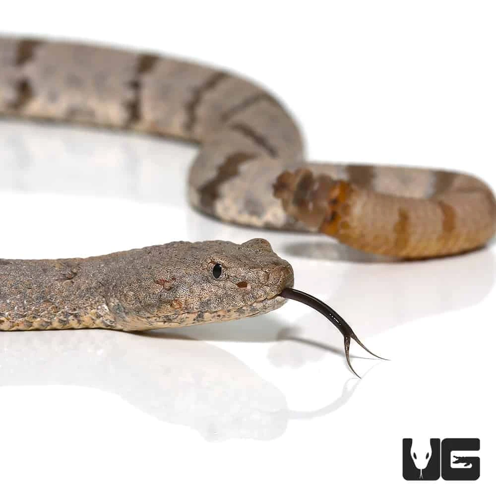 Mottled Rock Rattlesnake - Image 2