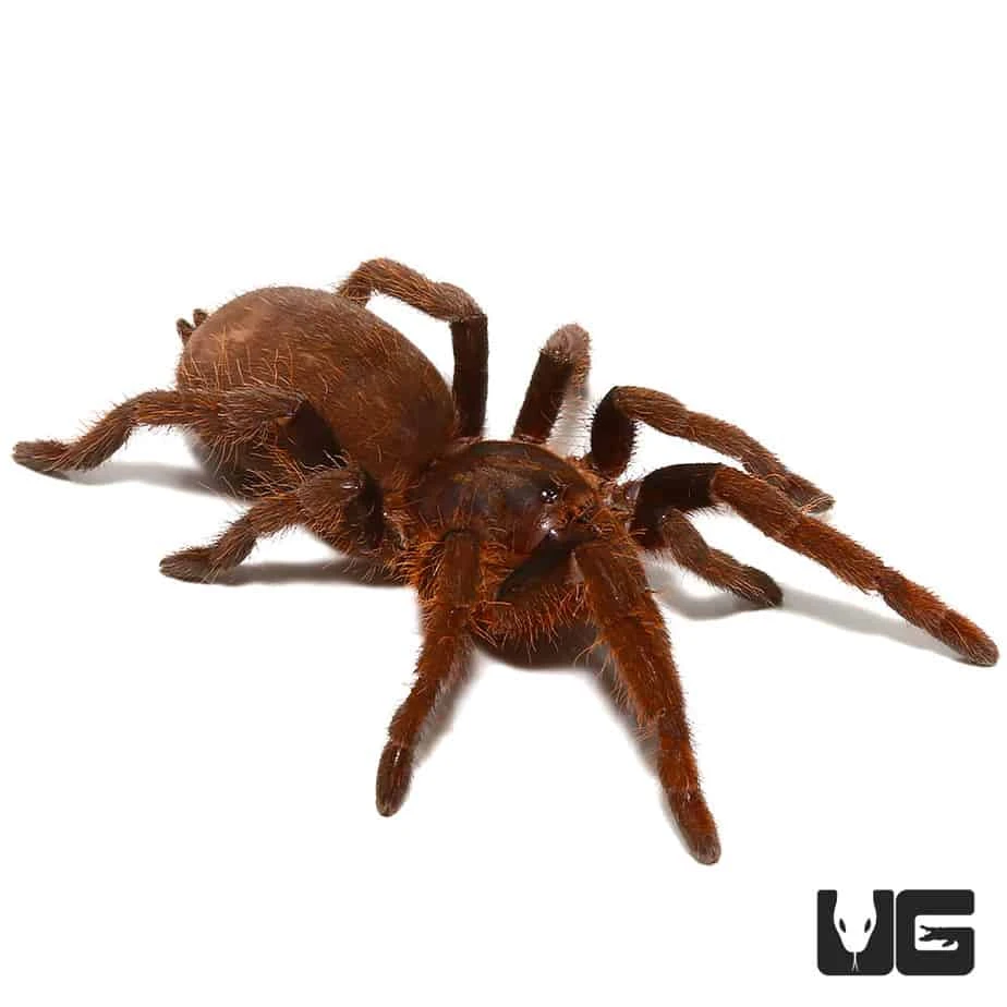 Nigerian Rust Red Tarantula (1”)