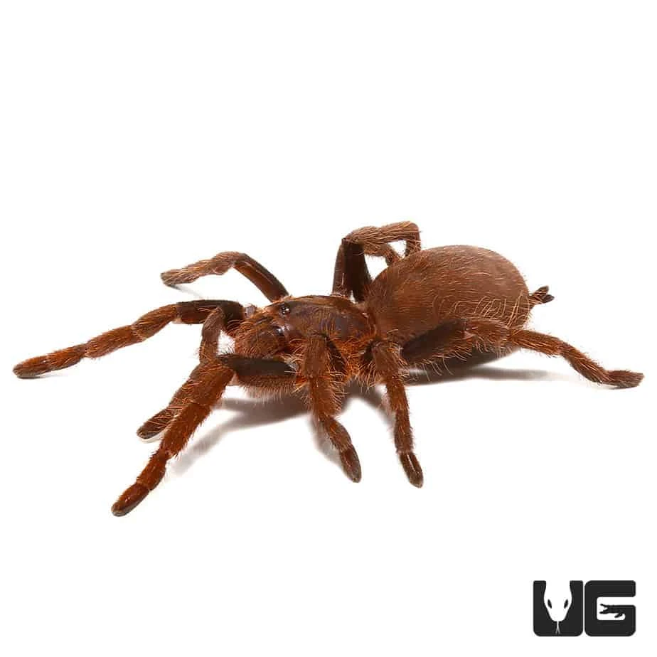 Nigerian Rust Red Tarantula (1”) - Image 4