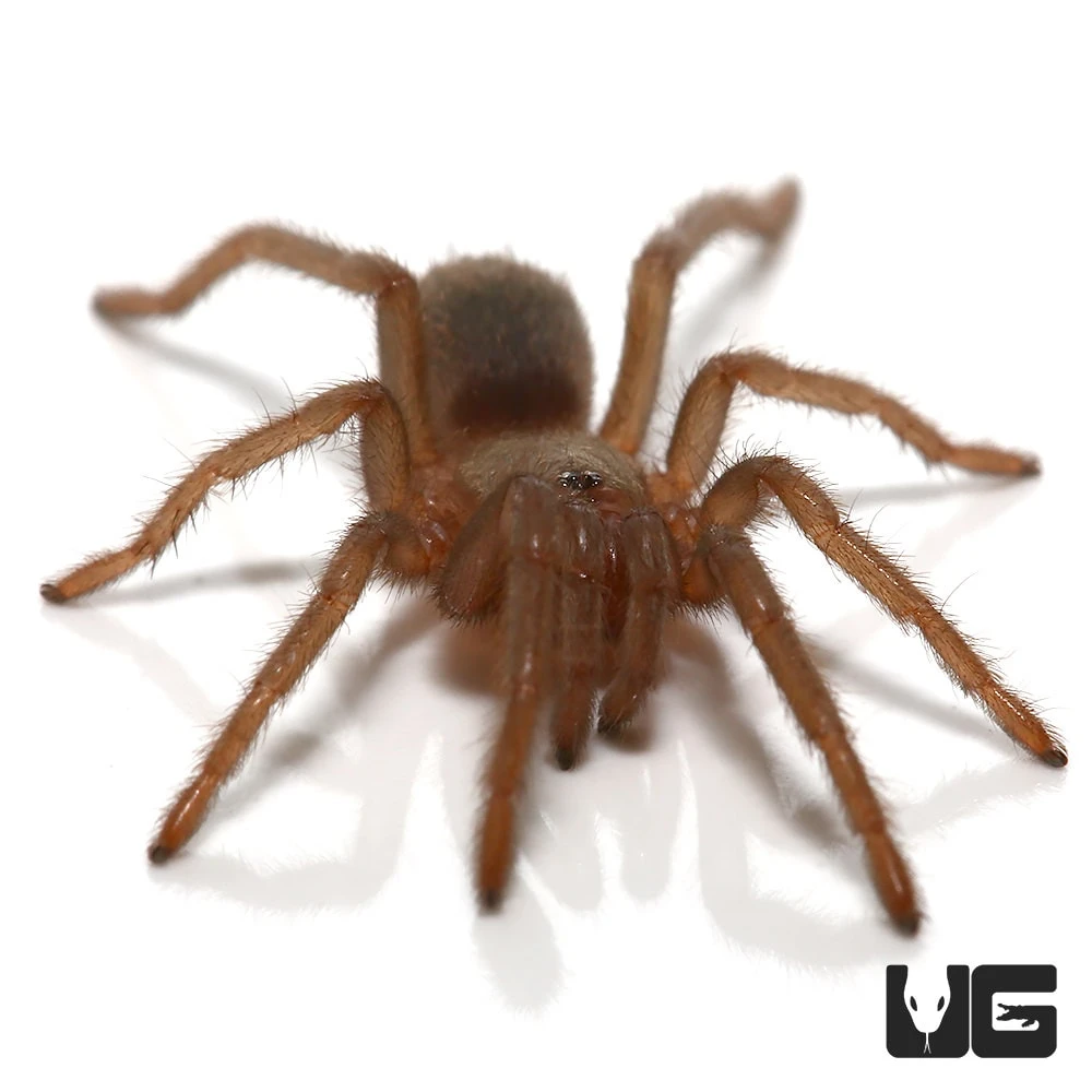 Piura Birdeater Tarantula (.5”)