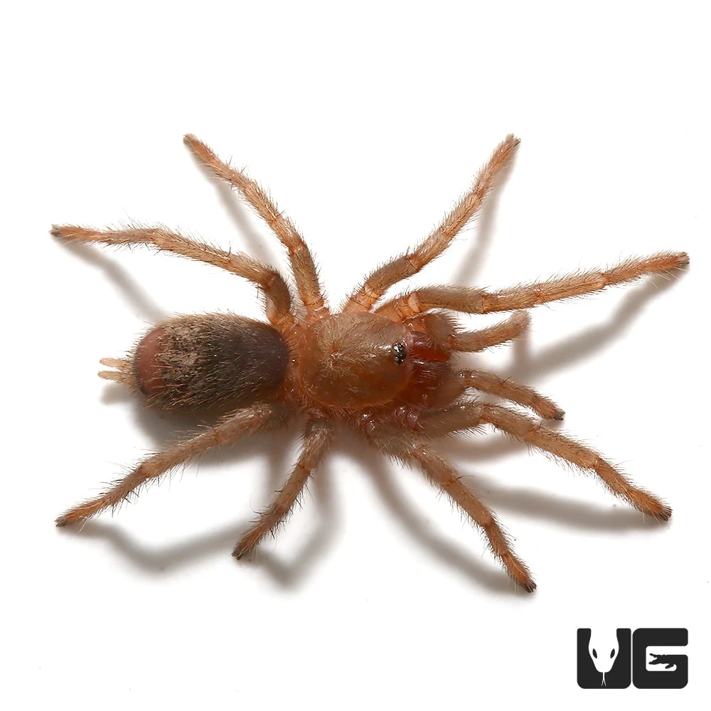 Piura Birdeater Tarantula (.5”) - Image 2