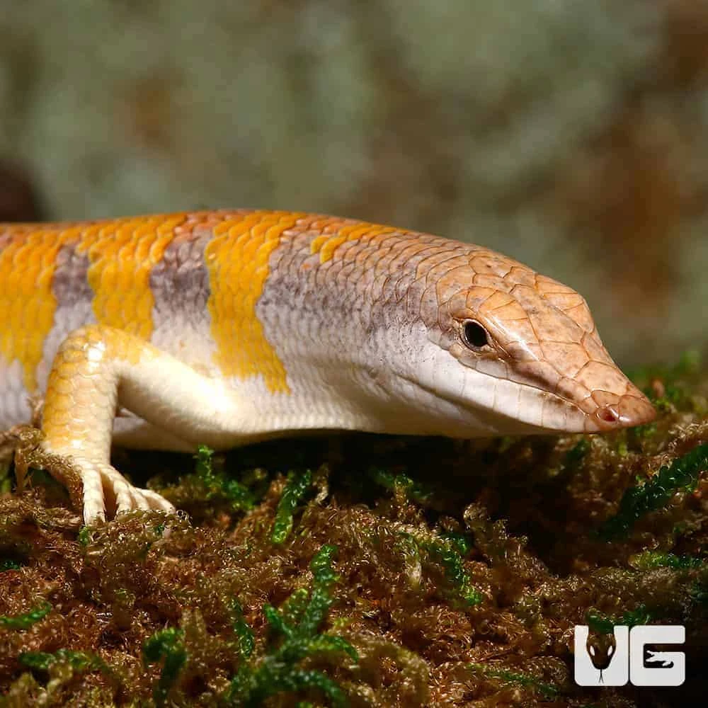 Sun Fire Sand Fish Skink