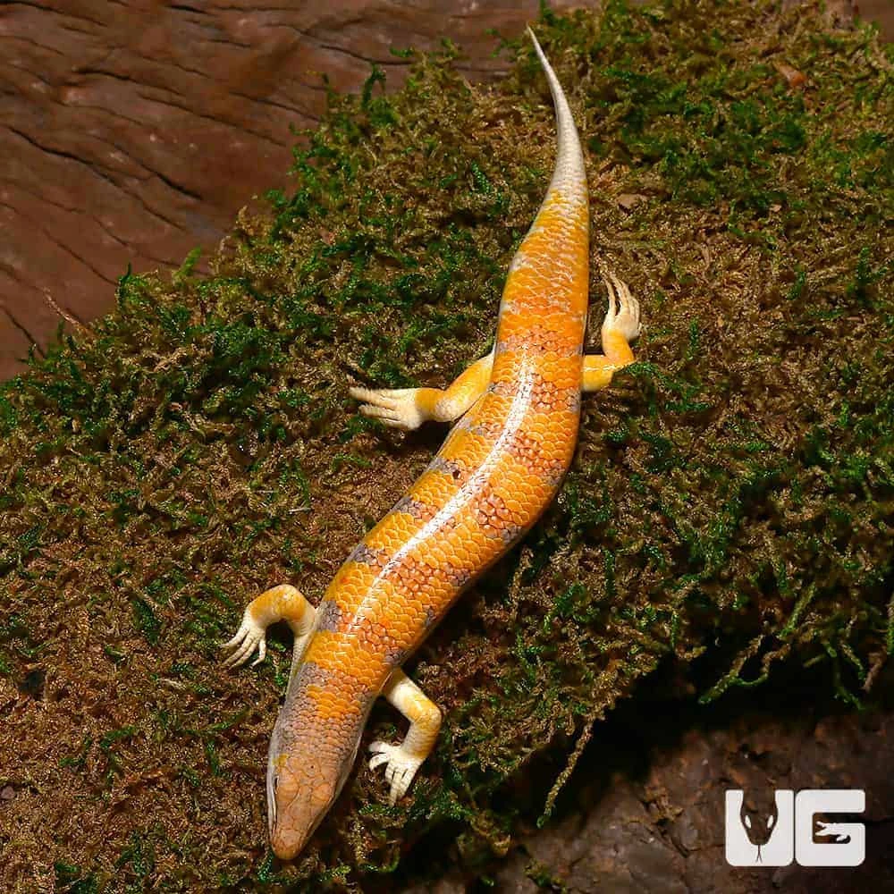 Sun Fire Sand Fish Skink - Image 2