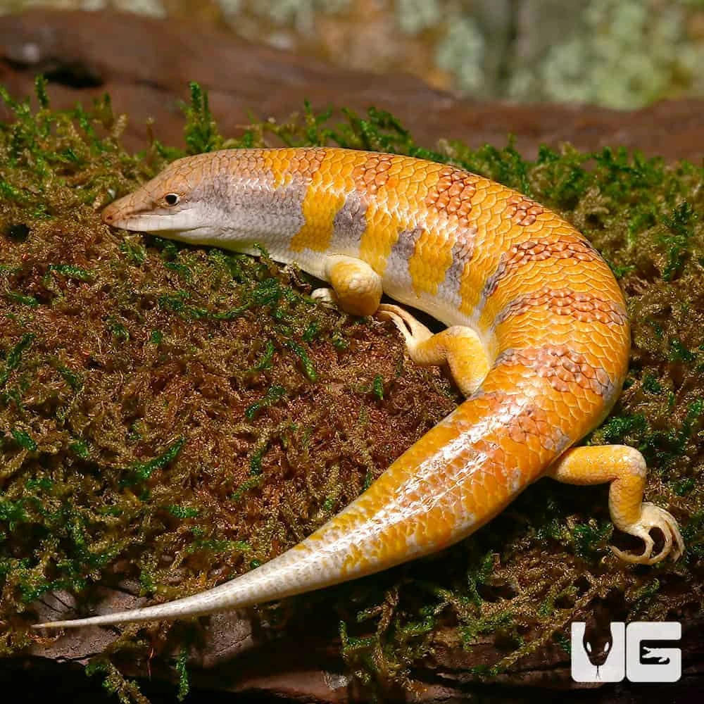 Sun Fire Sand Fish Skink - Image 3
