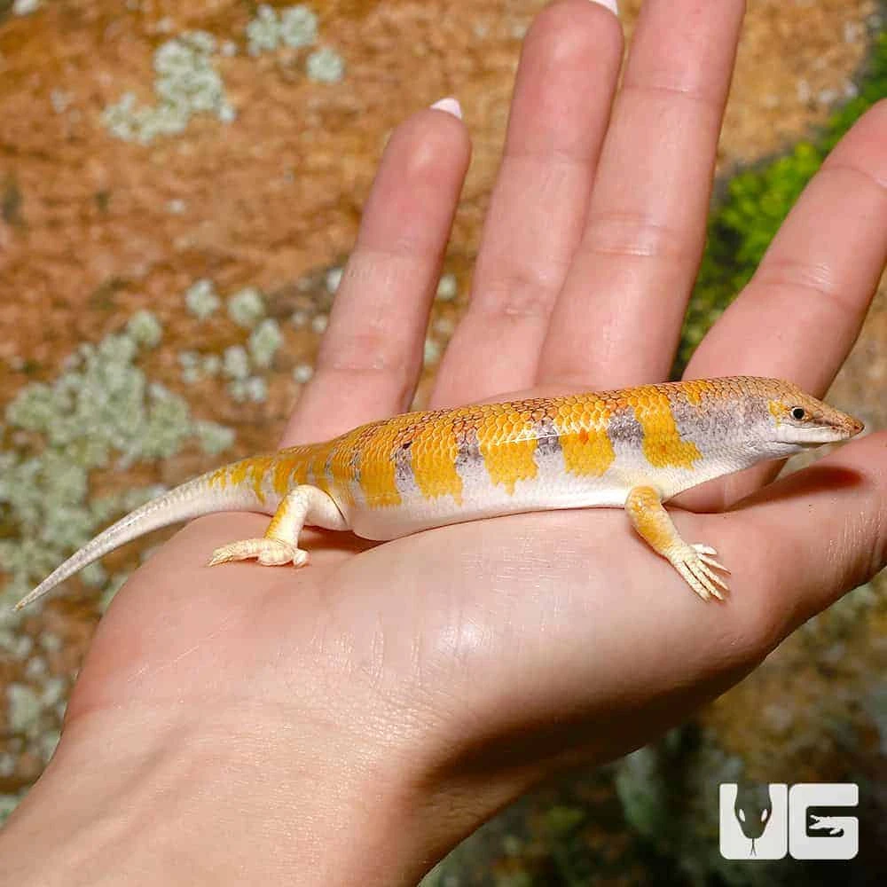 Sun Fire Sand Fish Skink - Image 4
