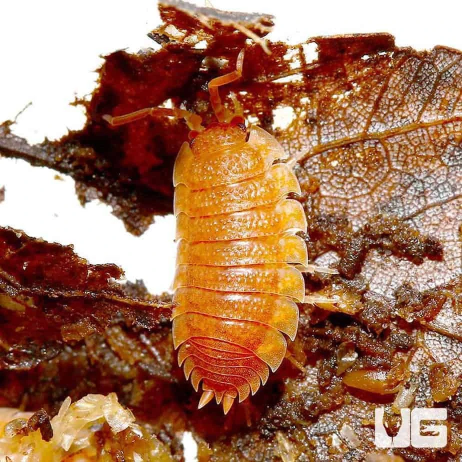 Porcellio Scaber Spanish Orange Isopods